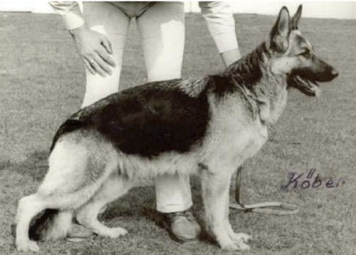 German Shepherd