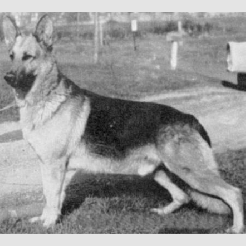 German Shepherd