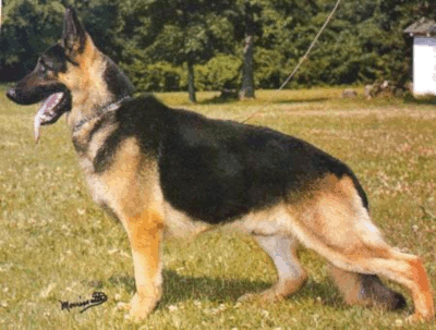German Shepherd