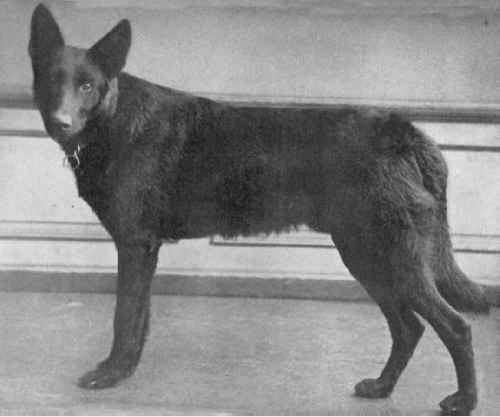German Shepherd