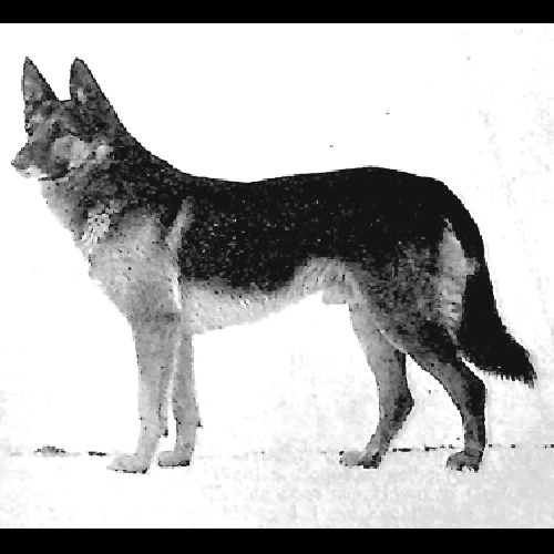 German Shepherd