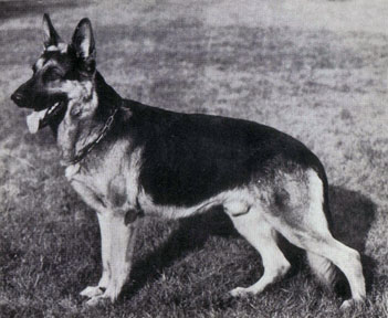 German Shepherd