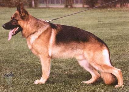 German Shepherd