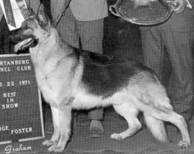 German Shepherd