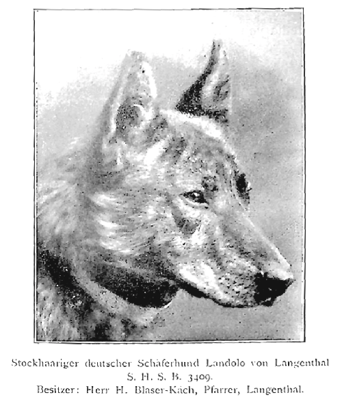 German Shepherd