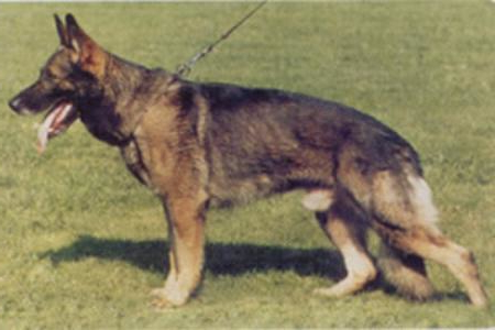 German Shepherd