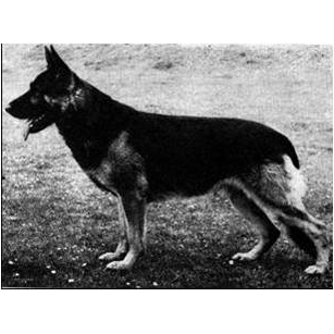 German Shepherd