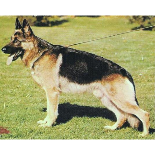 German Shepherd