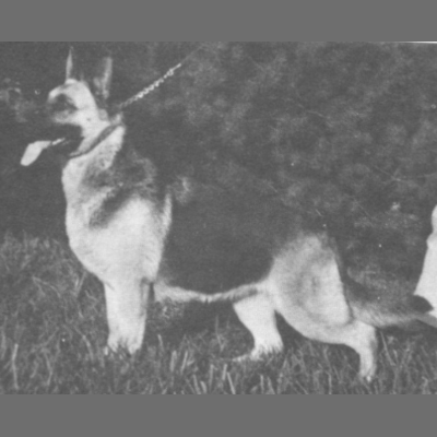German Shepherd