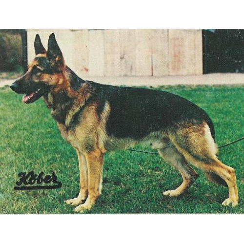 German Shepherd