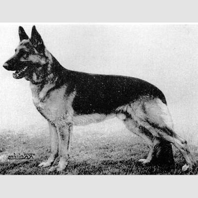 German Shepherd