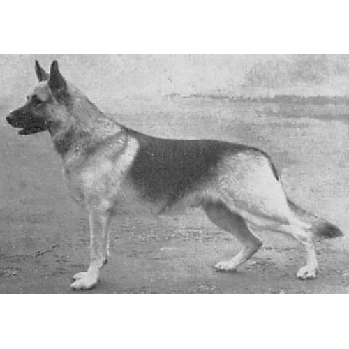 German Shepherd