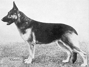 German Shepherd