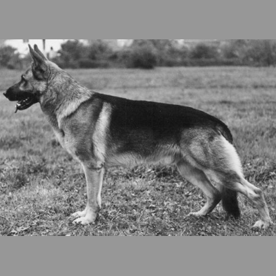 German Shepherd