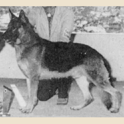German Shepherd