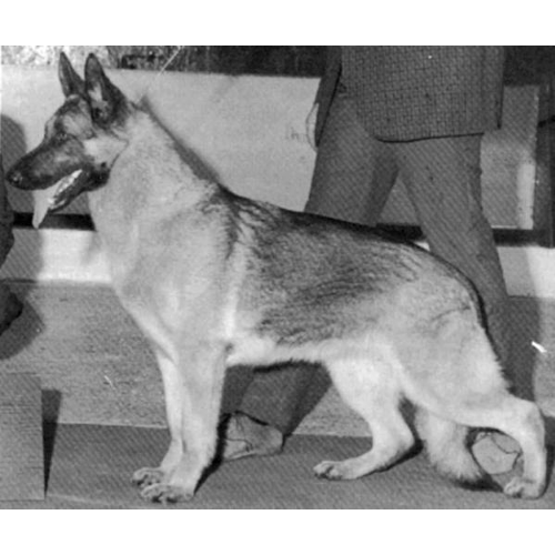 German Shepherd