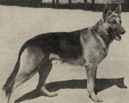 German Shepherd