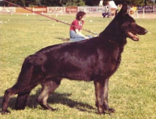 German Shepherd