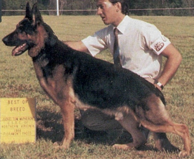 German Shepherd
