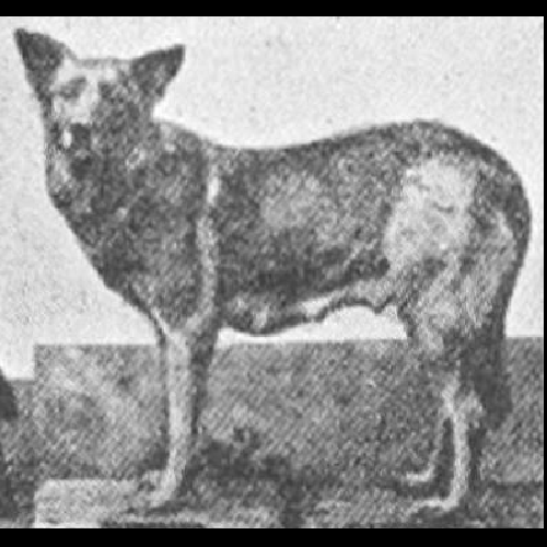 German Shepherd