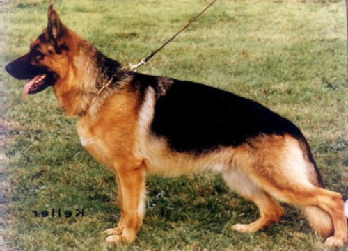 German Shepherd