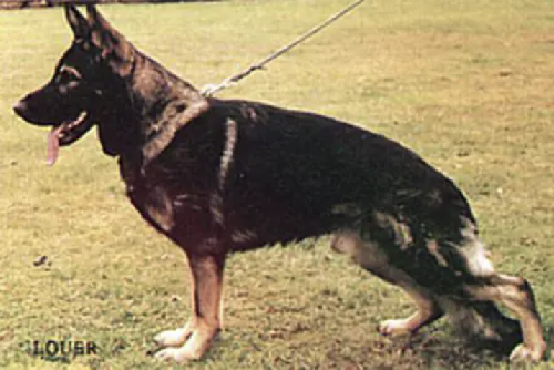 German Shepherd