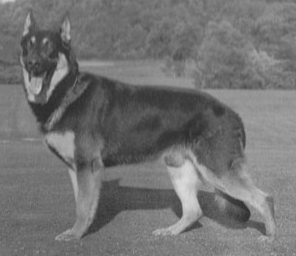 German Shepherd