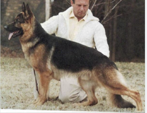 German Shepherd