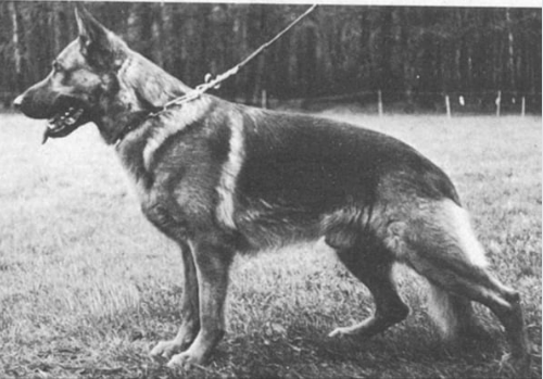 German Shepherd