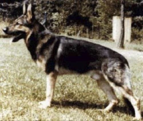 German Shepherd