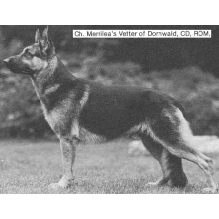 German Shepherd