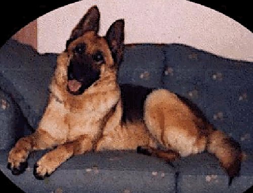 German Shepherd