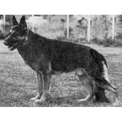 German Shepherd