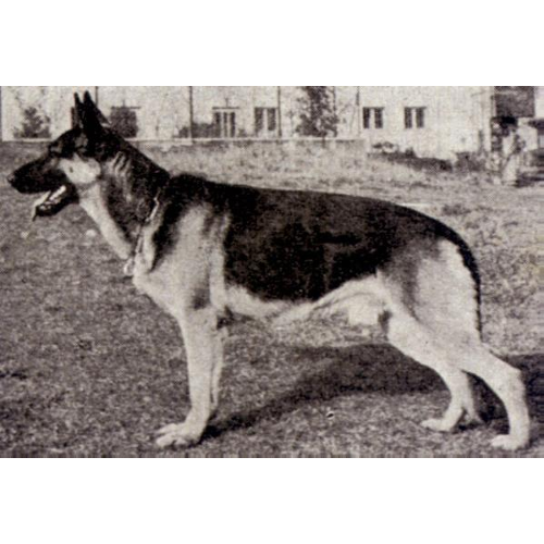 German Shepherd