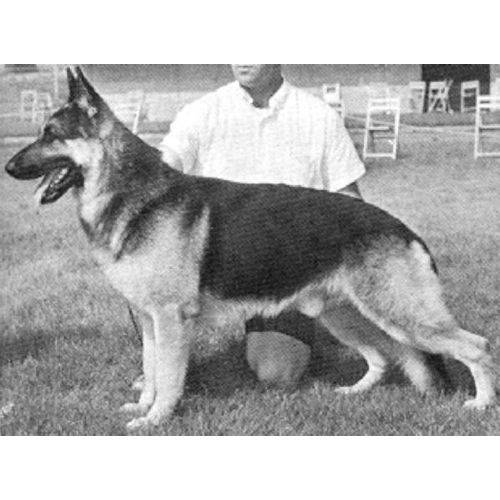 German Shepherd