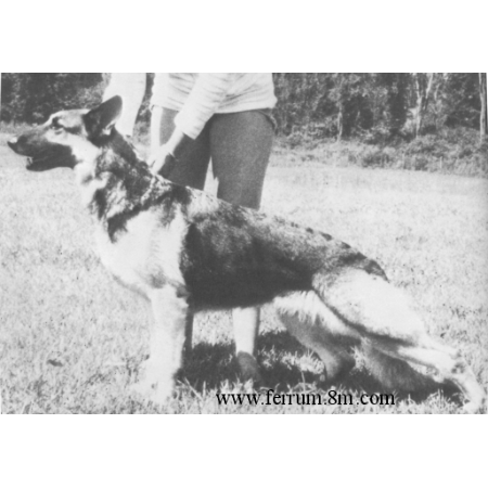 German Shepherd