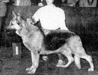 German Shepherd