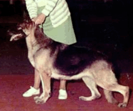 German Shepherd
