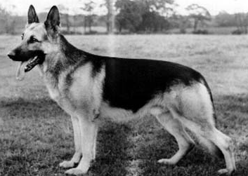German Shepherd
