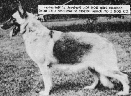 German Shepherd