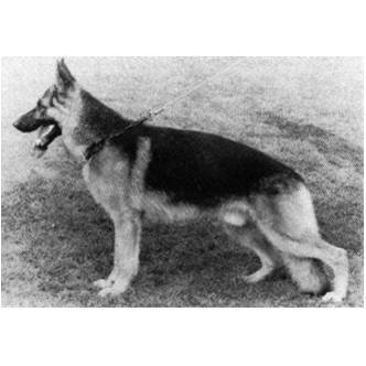German Shepherd