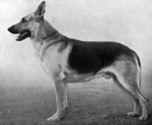 German Shepherd
