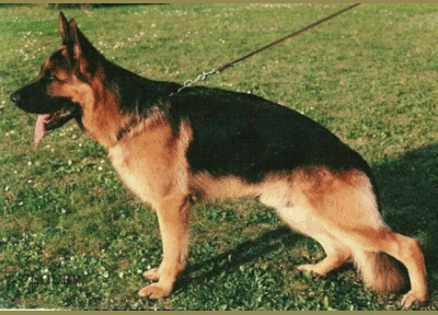 German Shepherd