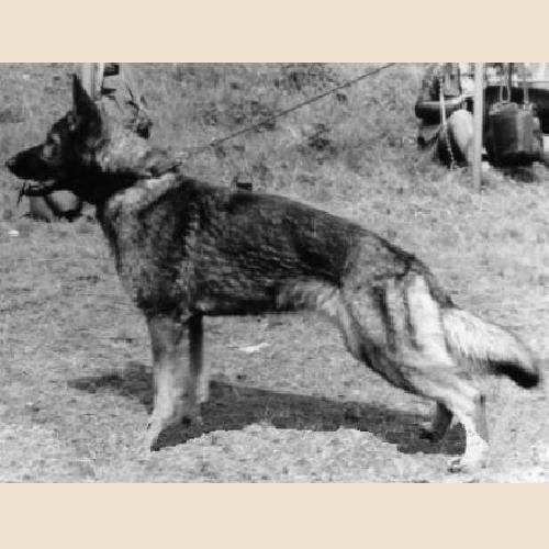 German Shepherd