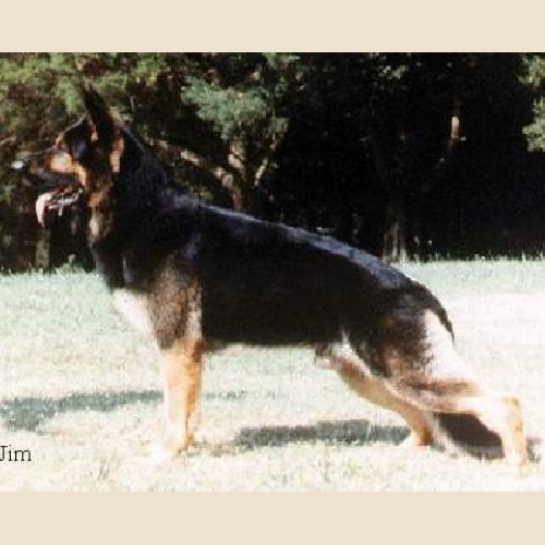 German Shepherd