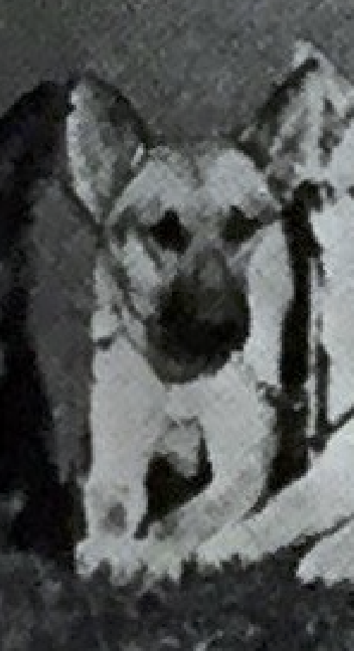 German Shepherd