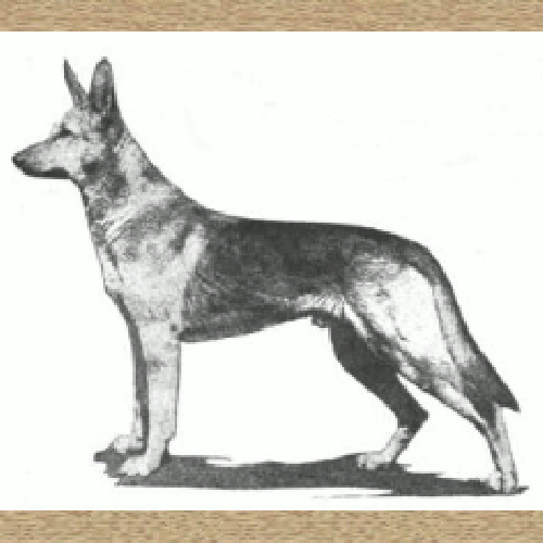 German Shepherd