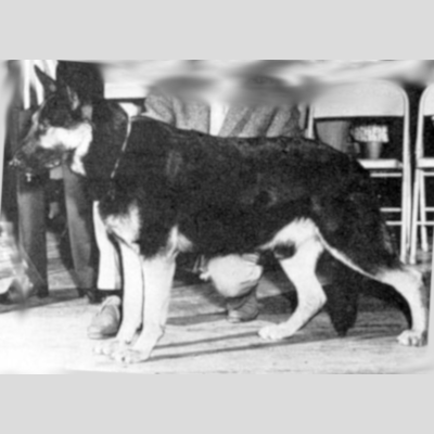 German Shepherd