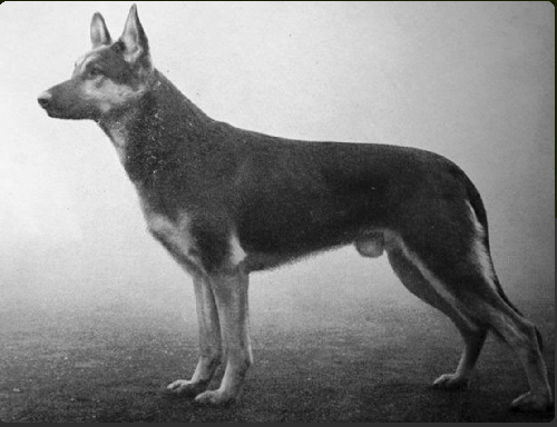 German Shepherd
