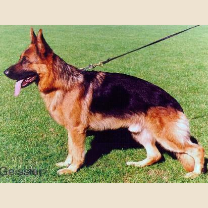 German Shepherd